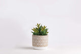 Succulent and Planter